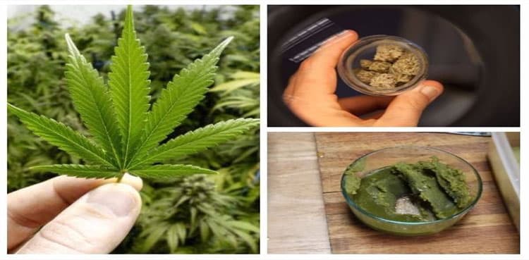Govt to form authority to regulate 'Bhang' production