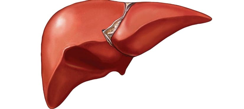 Liver donation for transplant misunderstood, underutilized