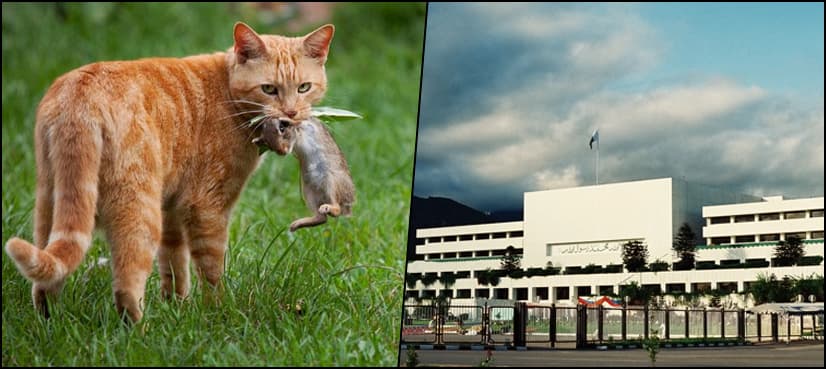 MNAs suggest ‘recruiting’ cats to kill rodents inside parliament lodges
