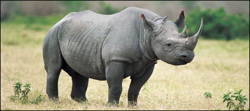 African rhinos to be flown to Australia to escape poachers