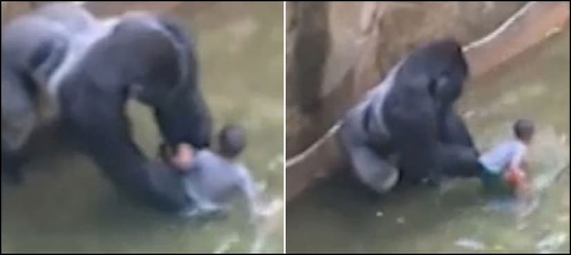 New footage shows gorilla ‘protecting’ child before being shot dead