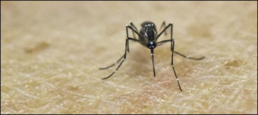 Bacteria hampers mosquitoes' ability to spread Zika: study