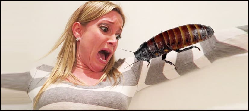 Help! There's a cockroach: S. Korean emergency services get bizarre requests for help