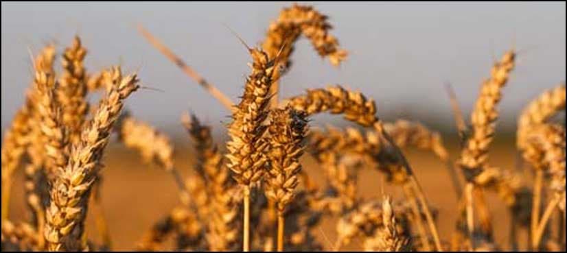 Whole grain consumption could lead to longer life: study