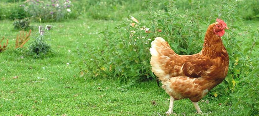 Chicken smell offers hope for malaria prevention