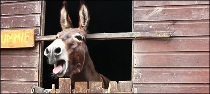 KP govt to establish donkey farms