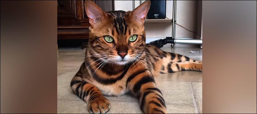 This 'leopard cat' has become an internet sensation