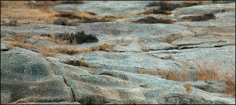 Optical Illusion: Can you spot the leopard in this picture?