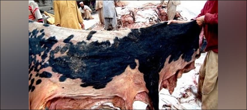 Punjab govt makes NOC mandatory for collection of hides