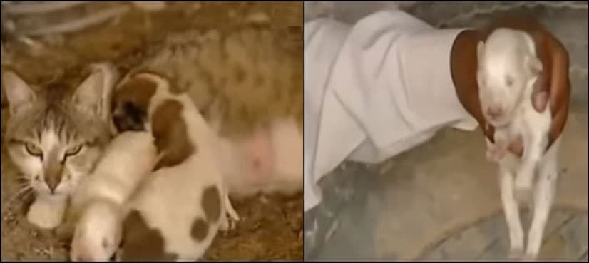 VIDEO: Cat gives birth to puppies... really?