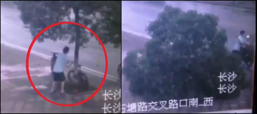 VIDEO: This man chopped off a tree to steal bicycle