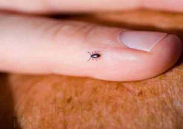Woman dies of congo fever in Lahore