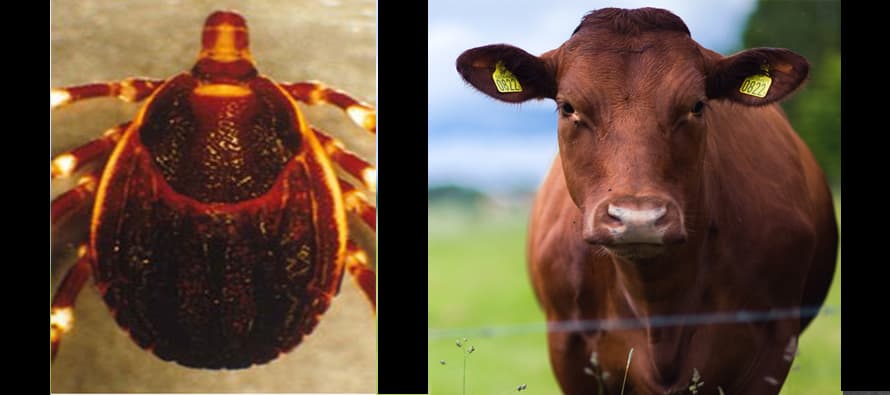 What should you know about Congo virus?