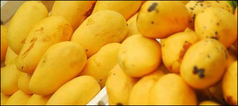 Pakistan Mango Festival attracts crowds in Morocco