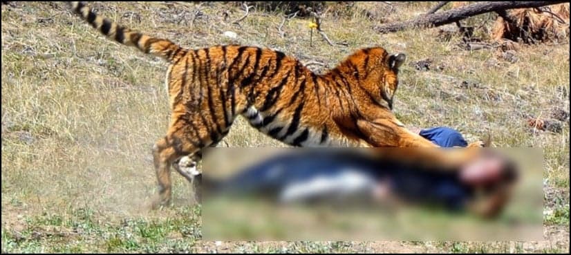 VIDEO: 'Pet' tiger attacks man, bites his leg