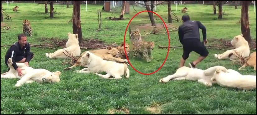 WATCH: Tiger saves zookeeper from leopard attack