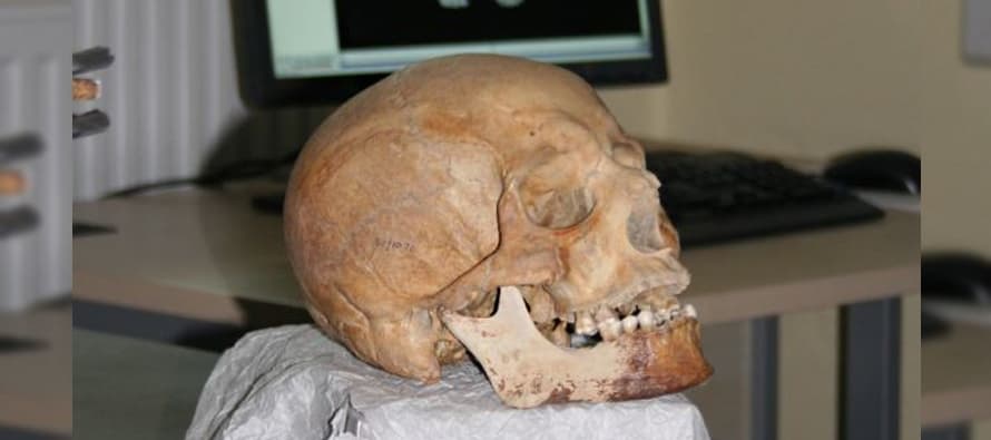 500 year-old skull goes online in 3D as part of Mary Rose project