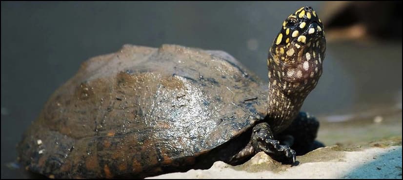 Captured turtles return to freshwater abode in Thatta