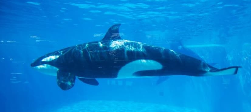 California to end breeding of captive killer whales