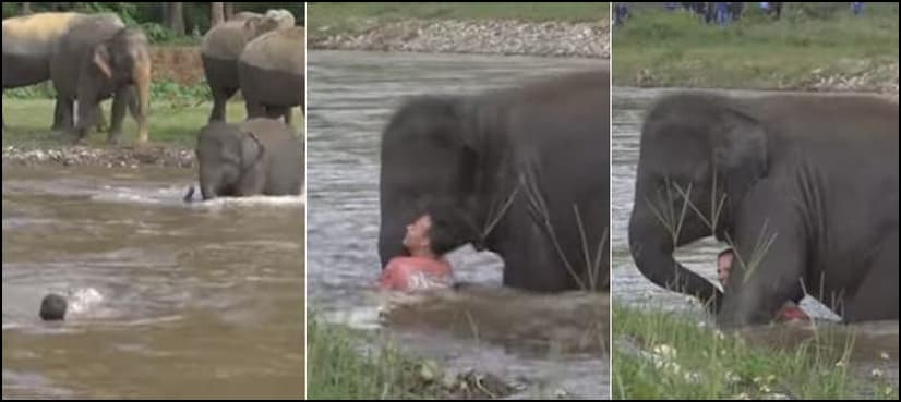 VIRAL VIDEO: Elephant saves man from ‘drowning’ in river