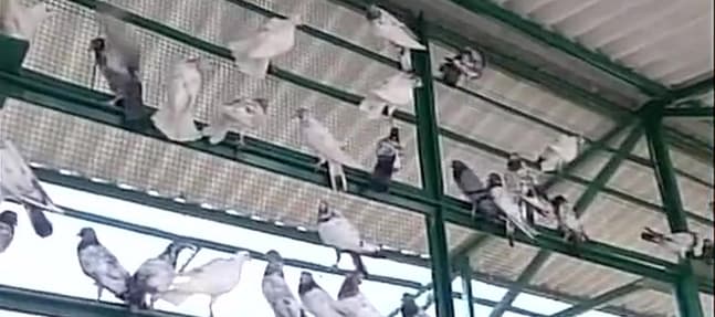 Indian police in held-Kashmir seize over 150 pigeons for espionage