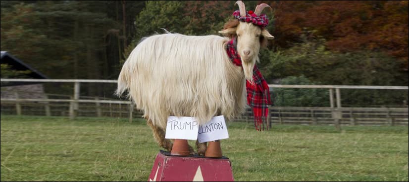 WATCH: Psychic goat predicts the next US president