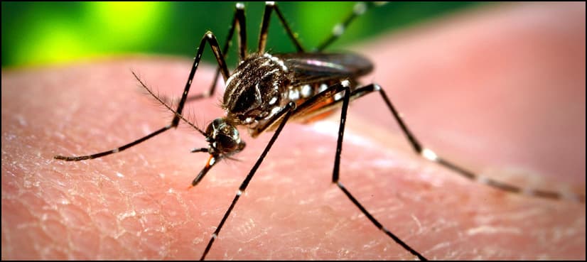 All you need to know about Chikungunya?