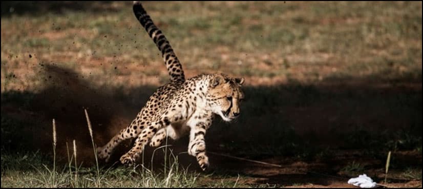 Cheetahs 'sprinting' towards extinction: wildlife study