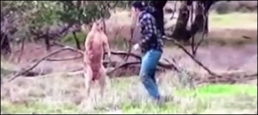 VIDEO: Real story behind man's fight with Kangaroo to save his dog