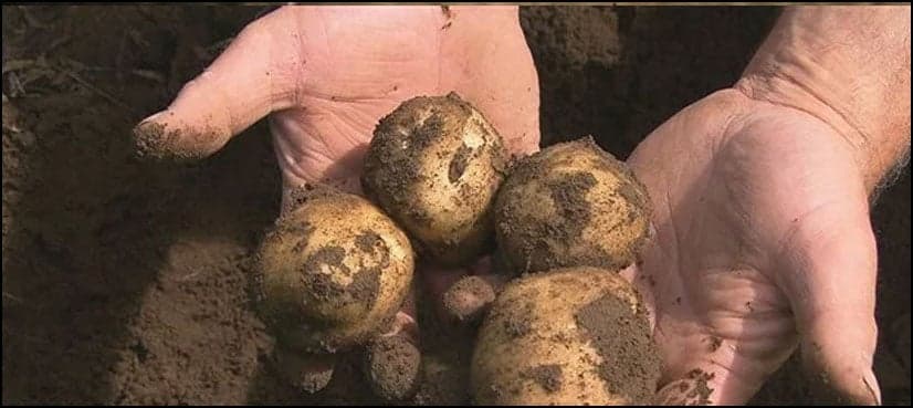 3,800-year-old potato garden discovered in Canada