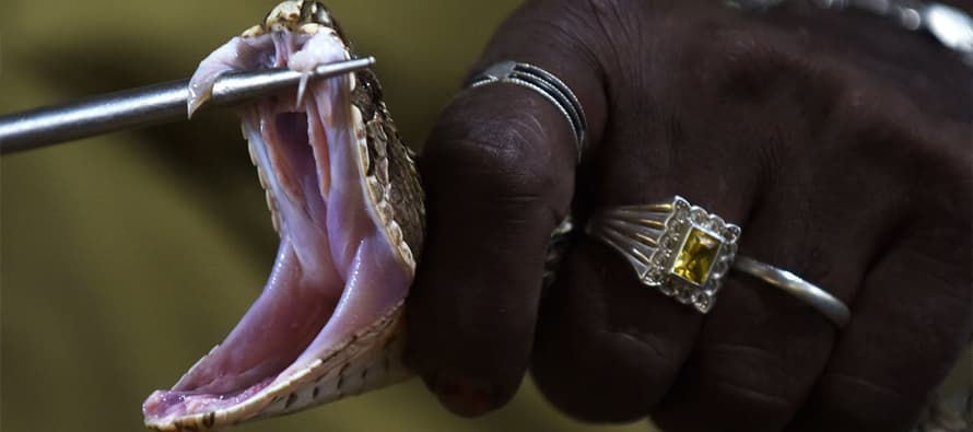The snake-catching tribe saving lives in India