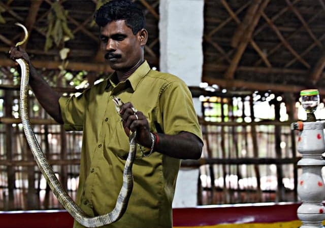 Man bites snake in India; both die