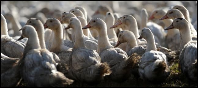 France launches mass duck cull to stem bird flu spread