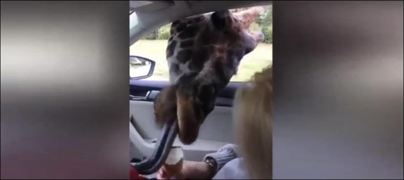 VIDEO: Giraffe steals woman's ice cream by poking head into car