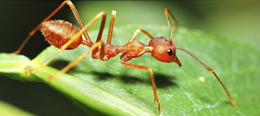 Ants are expert navigators, even walking backwards: study