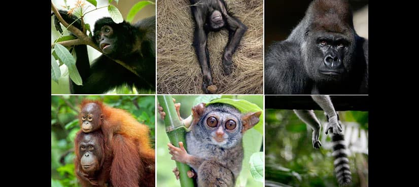 Extinction threatens some 60 percent of primates: study