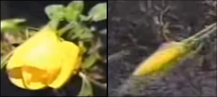 WATCH: This flower blossoms on the call of Azaan