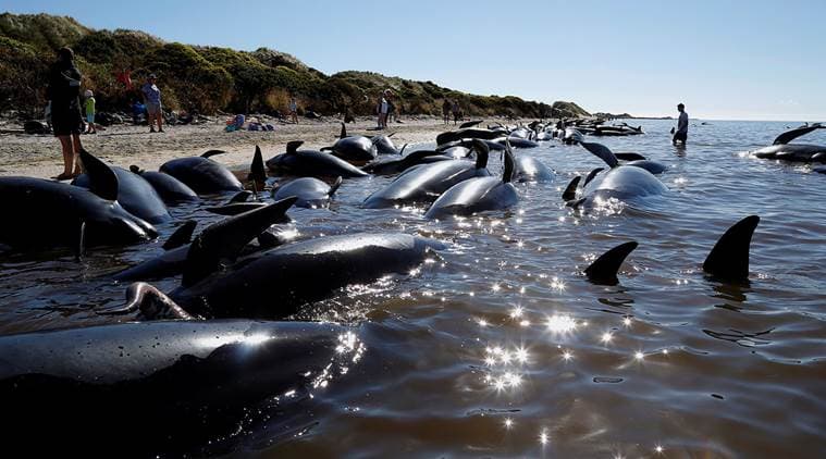 230 pilot whales stranded in Australia, 'about half' feared dead