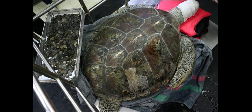 Hoard of coins extracted from stomach of sea turtle