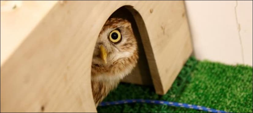 Life's no hoot for owls in Tokyo cafes, activists say