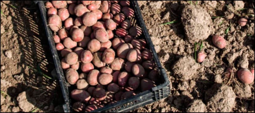 Scientists grow potato under Mars-like conditions