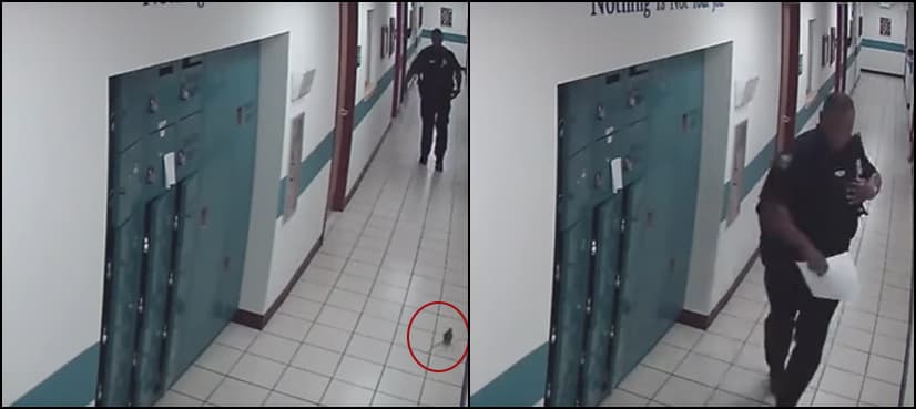 WATCH: Terrified cop caught on CCTV camera running away from tiny rat