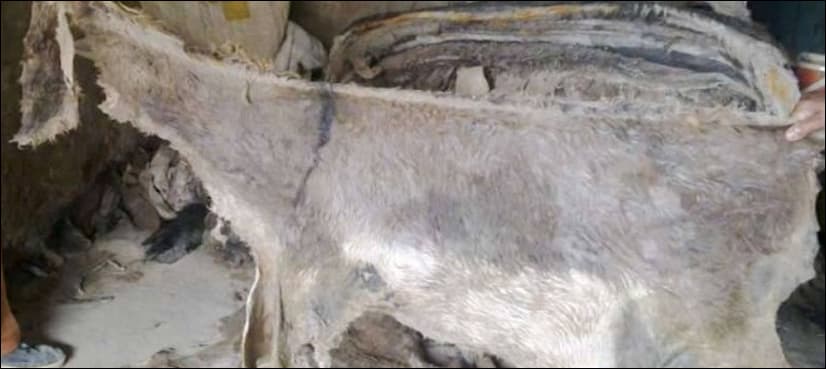Customs foil 'donkey hides' smuggling bid in Karachi