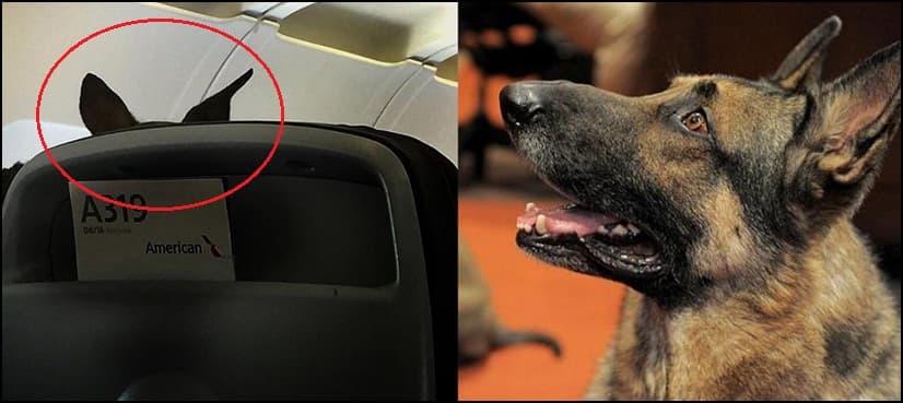 This US Secret Service Dog has his own seat on a plane
