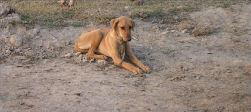 Dog sentenced to death for biting child
