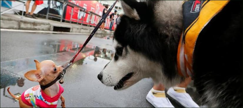 Coronavirus patient's dog could be first human-to-animal transmission
