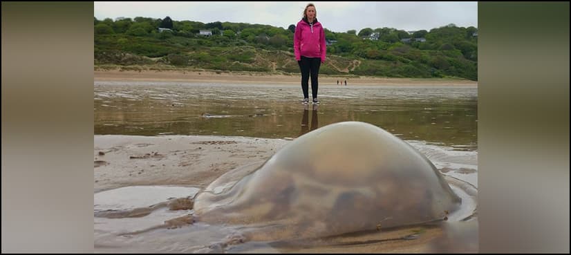 ‘Mega swarm’ of jellyfish washes up on UK beaches