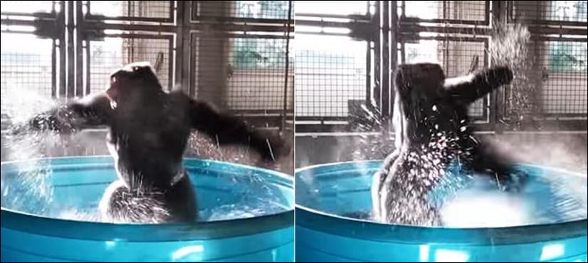 Video of ‘dancing’ Gorilla at a pool in Zoo goes viral