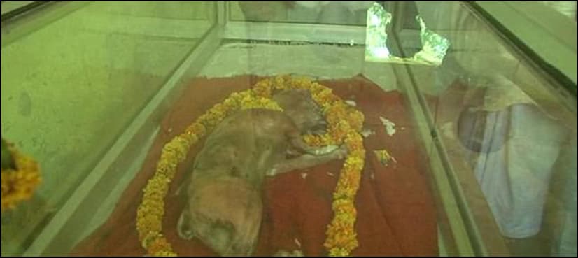 WATCH: Hindu villagers worship cow born with ‘human-facial features’