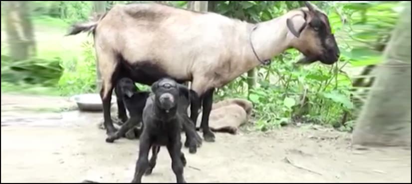 VIDEO: Indian villagers 'worship' mutant goat born with one eye